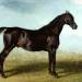 Guy Mannering': A Race Horse